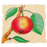 4014888170393 - PUZZLE LA POMME