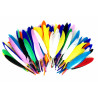3701385302143 - 1000 PLUMES FORMES,TAILLES ET COLORIS ASSORTIS