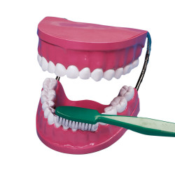 4893338290016 - KIT ÉDUCATIF MÂCHOIRES ET BROSSE À DENTS