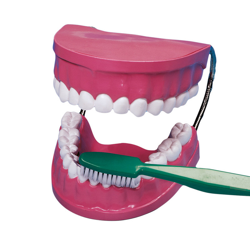 4893338290016 - KIT ÉDUCATIF MÂCHOIRES ET BROSSE À DENTS