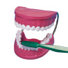 4893338290016 - KIT ÉDUCATIF MÂCHOIRES ET BROSSE À DENTS