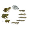 765023060416 - LE CYCLE DE VIE DE LA GRENOUILLE