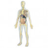 8413082990602 - KIT ANATOMIE HUMAINE