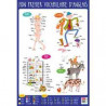 3592930007794 - POSTER MON PREMIER VOCABULAIRE D'ANGLAIS